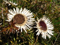 Schweiz Le Chasseral 009.JPG